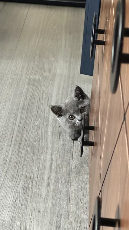 Шотланская веслоухая кошка. — фото 3