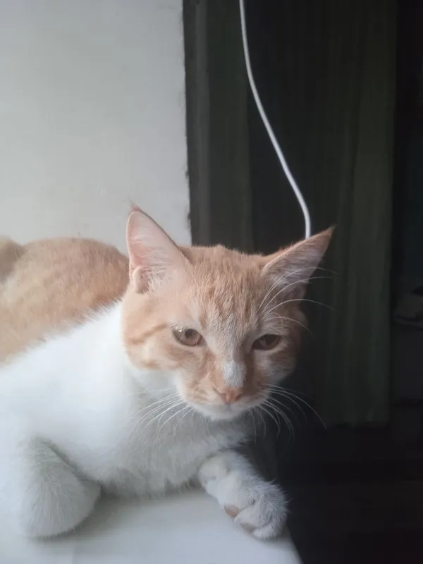 Uy mushuk sotiladi 1 Uy mushuk sotiladi 1