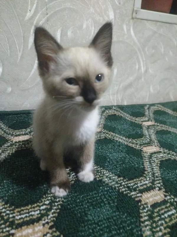 mushuk 1 mushuk 1