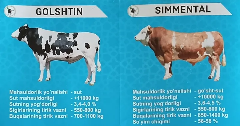 Suniy qochirish, faqat sigir va gʻunajinlarni. — фото 1