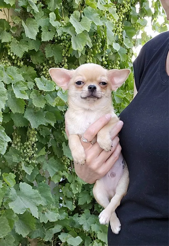 Silliq junli chihuahua bolasi 4 Silliq junli chihuahua bolasi 4