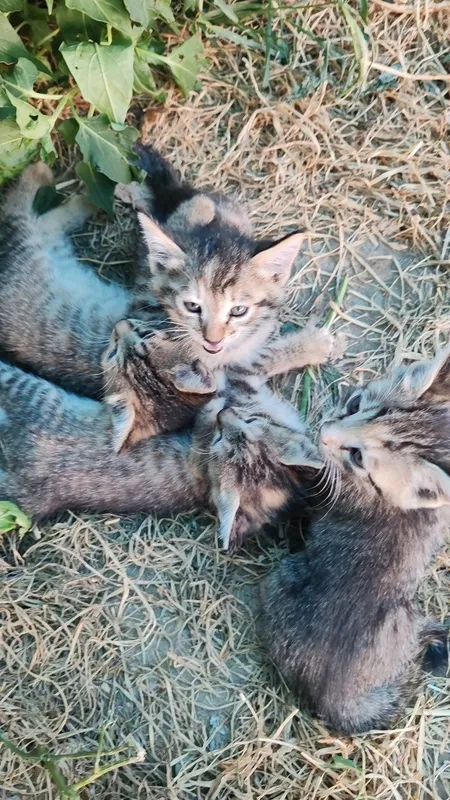 Мушук боласи (котята) 2 Мушук боласи (котята) 2