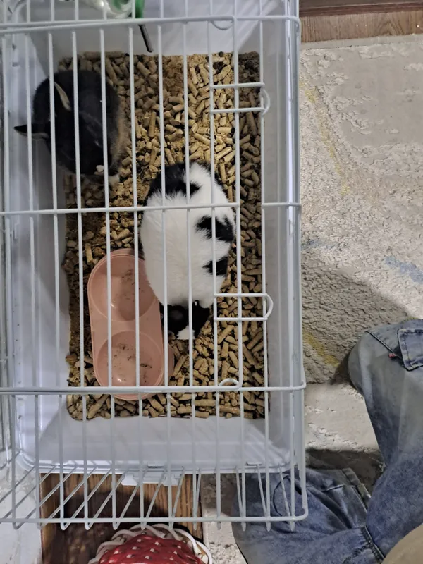 Quyinlar sotiladi zotli 6 Quyinlar sotiladi zotli 6