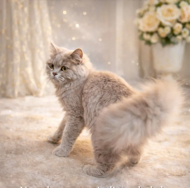 British longhair — фото 2