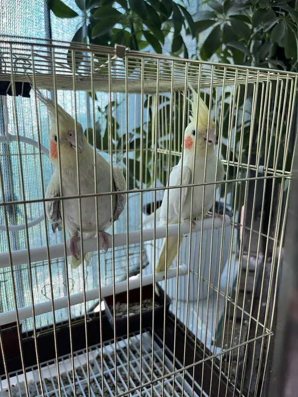 Korella qushlar sotiladi 1 Korella qushlar sotiladi 1