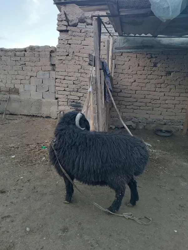 Quchqor sotiladi