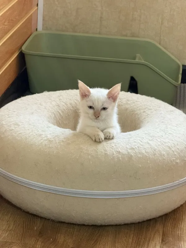 Котята около 2,5 месяцев — фото 1