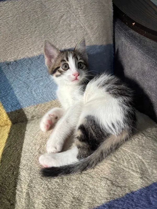 Котята в добрые руки 2 Котята в добрые руки 2