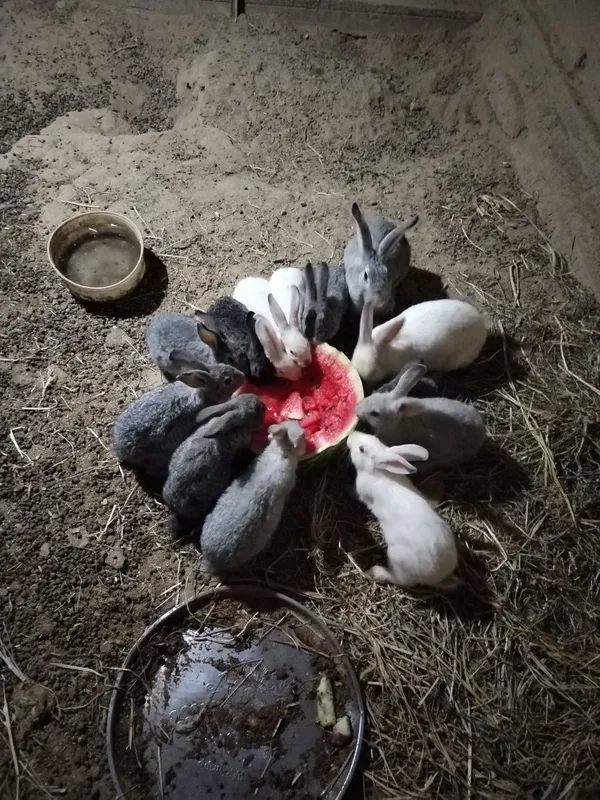 Samka quyonlari, onalari va bolalari birgalikda 5