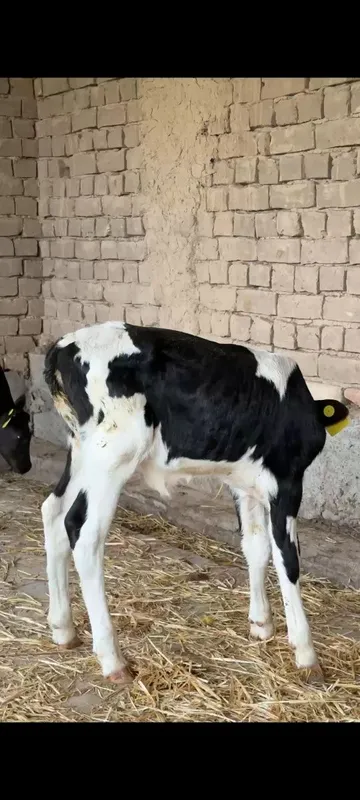 sut emdi buzoqchalar (galshteyn) sotiladi — фото 5