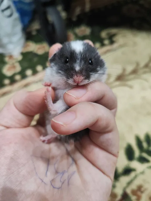 hamyak sotiladi bolalar uchun 4 hamyak sotiladi bolalar uchun 4