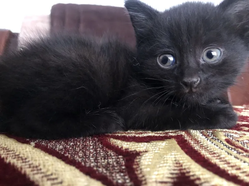 Все таких 3 они 1 месяцов скора им будеть 2 месяцов 2
