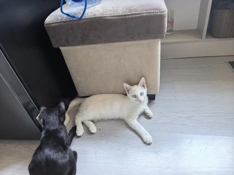 Отдам котёнка в хорошие руки Отдам котёнка в хорошие руки