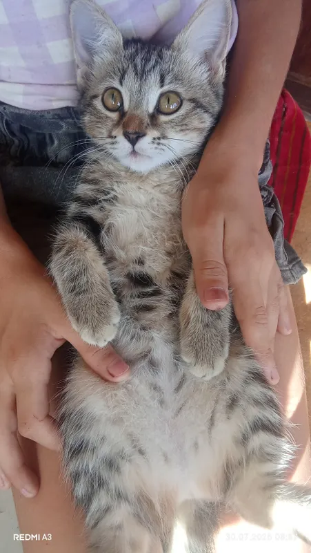 катенок скотиш фолд девочка 4
