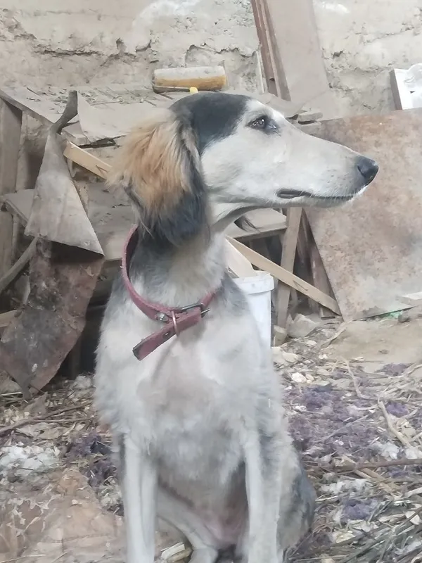 Ovchi kafolati bilan