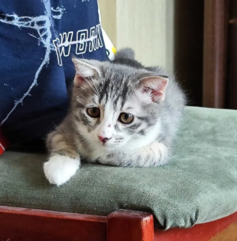 Бесплатно котята в хорошие руки — фото 2