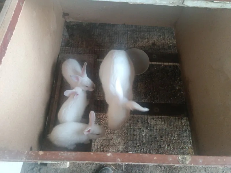 Quyon bolalari sotiladi !!! 5 Quyon bolalari sotiladi !!! 5