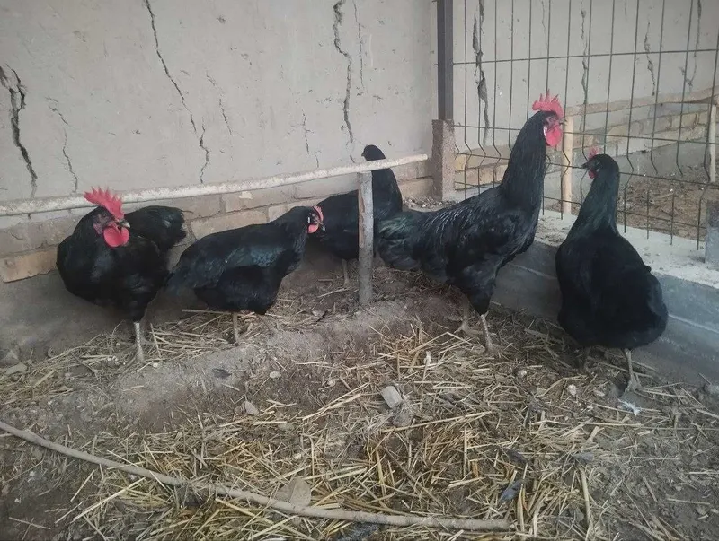 Gigant Brama tovuq tuxumlari
