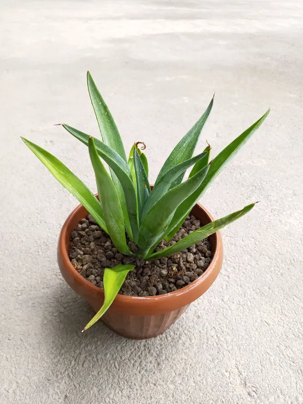 Агава (по-латыни: Agave) Агава (по-латыни: Agave)