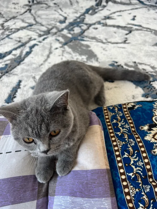 Шотландский страйт, котёнок 5
