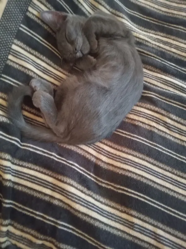 Котят отдают в добрые руки 2 Котят отдают в добрые руки 2