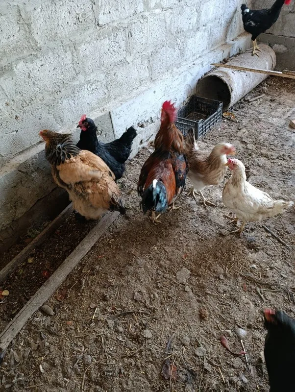 Dakan xoʻrozlar sotiladi 3 Dakan xoʻrozlar sotiladi 3