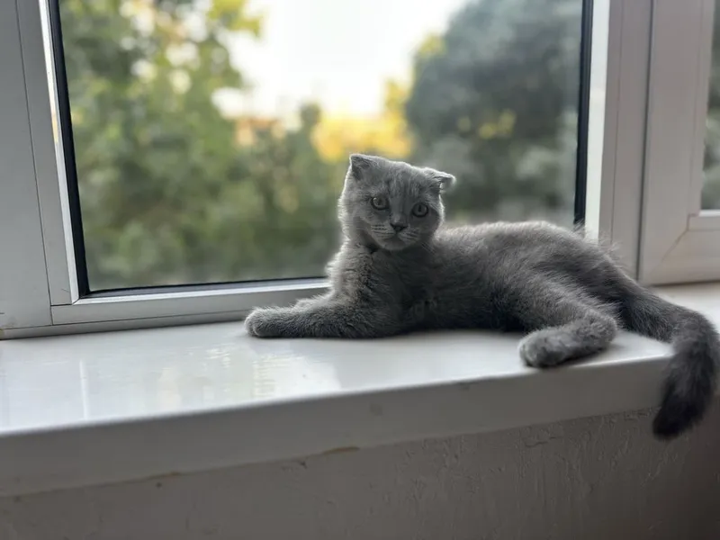 Котенок. Шотландский вислоухий мальчик, 3 месяца 5 Котенок. Шотландский вислоухий мальчик, 3 месяца 5
