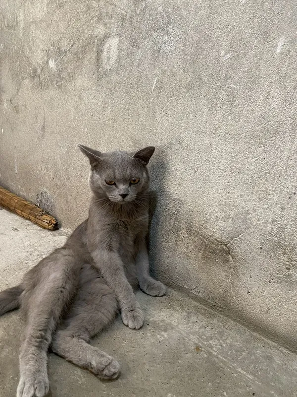 Zotdor mushuk shatlantski aybi yoq jinsi erkak 3 Zotdor mushuk shatlantski aybi yoq jinsi erkak 3