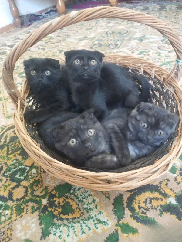 Британский скотиш фолд 3 Британский скотиш фолд 3