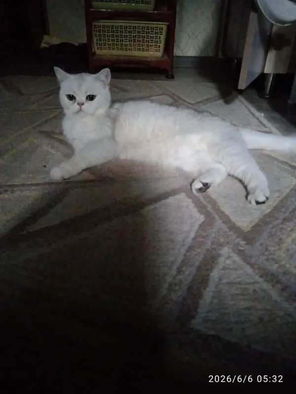 продаётся кошечка — фото 4