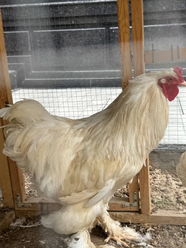 Brama xoroz sotilad 100% toza brama — фото 4