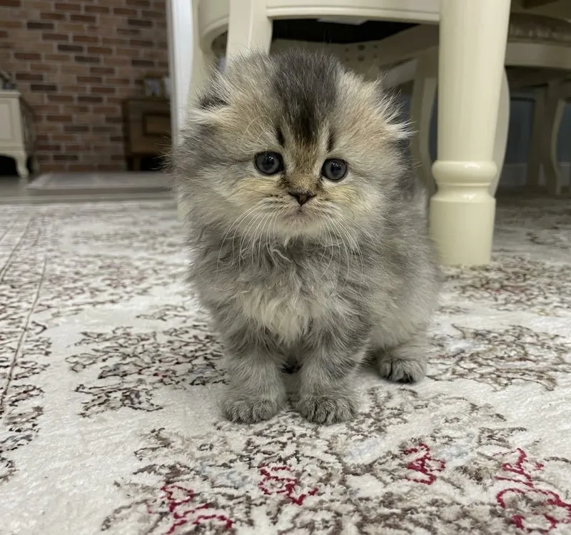 Chinchilla / Scottish Fold / Highland Fold 4