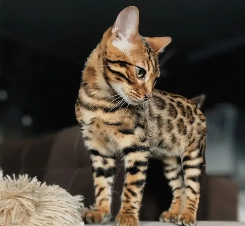 Бенгальские котята — фото 1