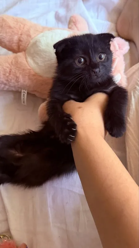 Scottish Fold mushugi zoti toza 1.5 oylik — фото 1