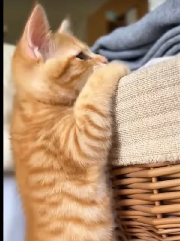 Пристраивается котенок