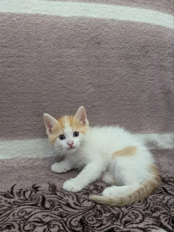 В добрые руки котята — фото 1