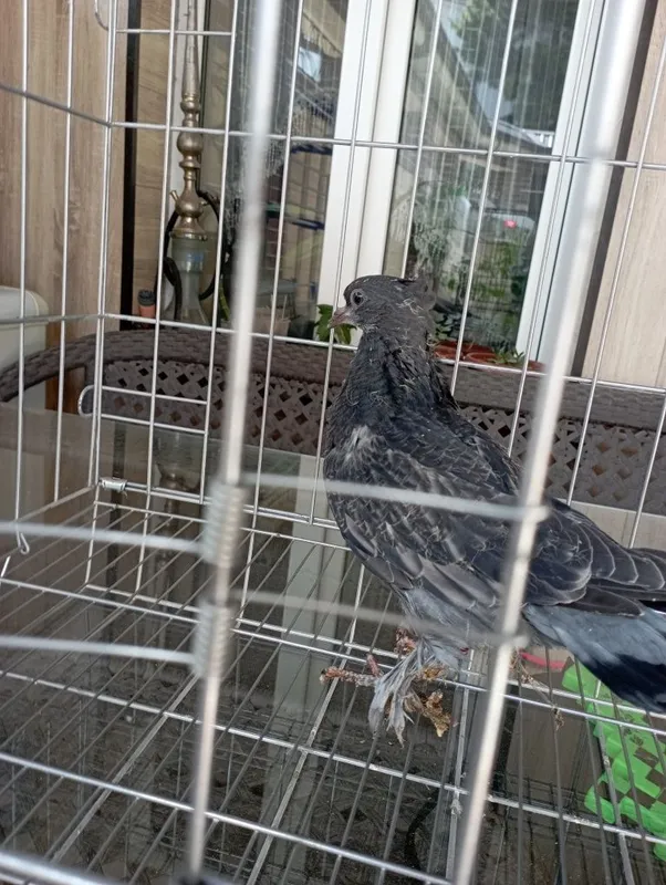 Продам пискуна черногоАдижанца