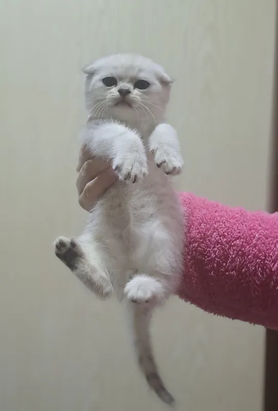 Котёнок от правильной вязки 5