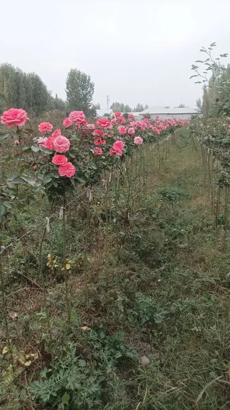 Lanshaft qilish ximati barcha koʼchatlar bor orzon. narhda va sifatlli