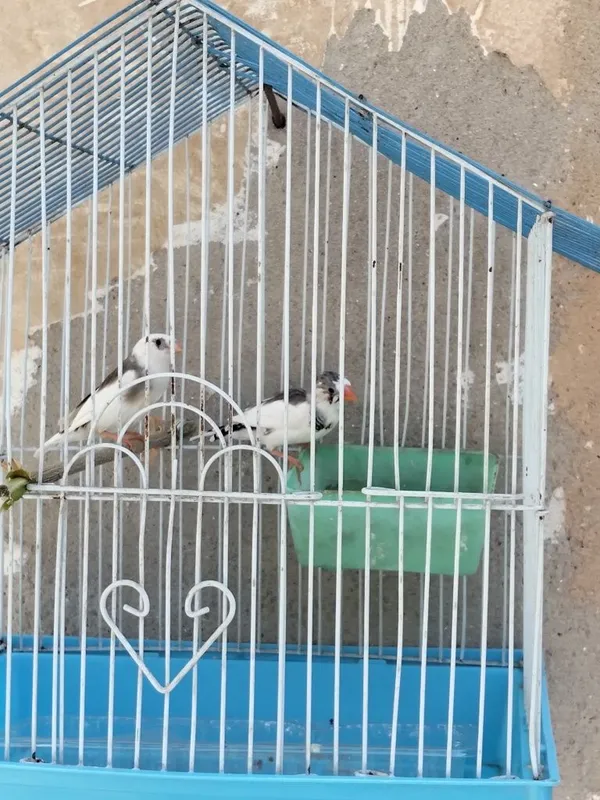 Амадинка сотилади пара 3