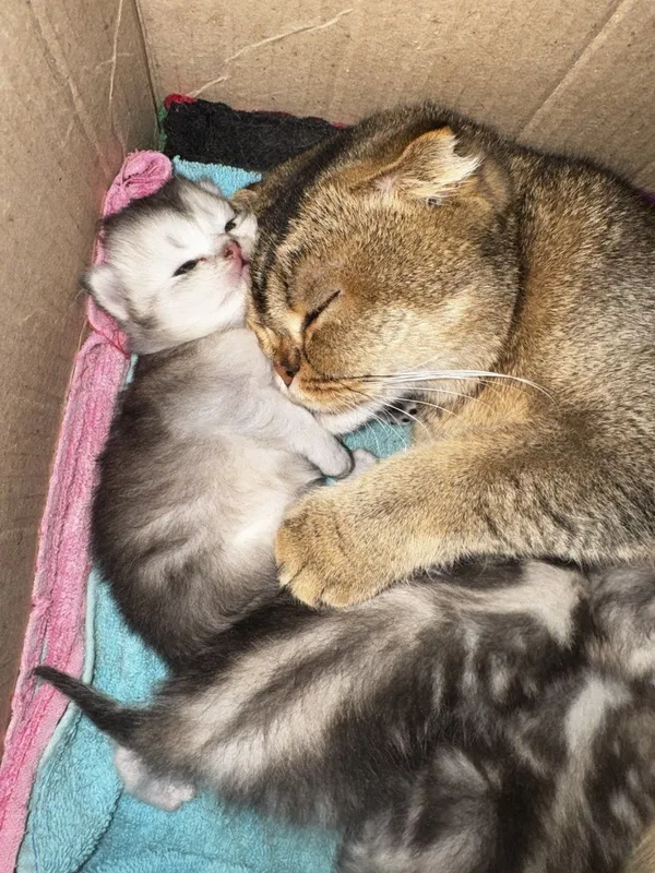 Котенок породы скотиш фолд, мальчик 3 Котенок породы скотиш фолд, мальчик 3