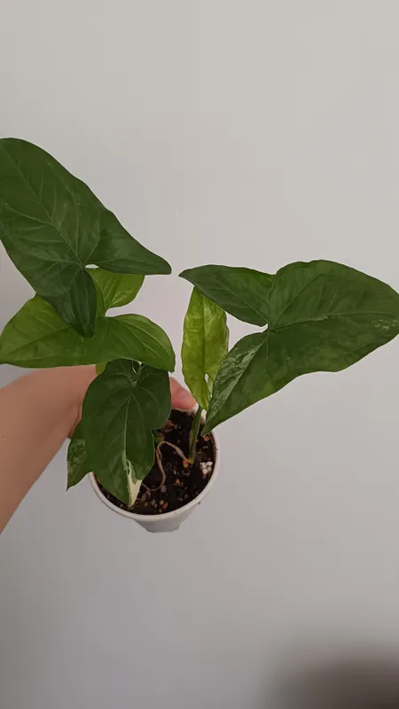 Syngonium Imperial White 1 Syngonium Imperial White 1