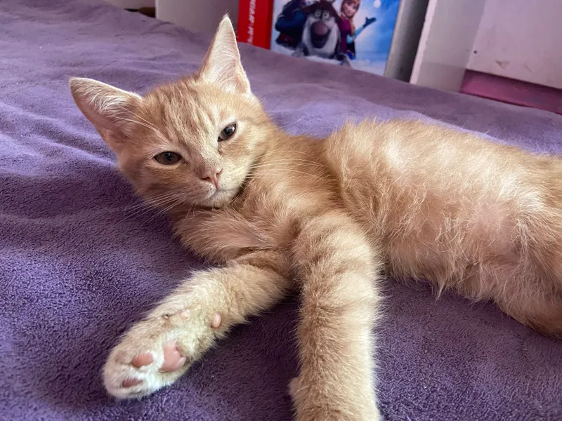 Котята 4 месяца . Два мальчика отдадим в хорошую добрую семью . 2 Котята 4 месяца . Два мальчика отдадим в хорошую добрую семью . 2