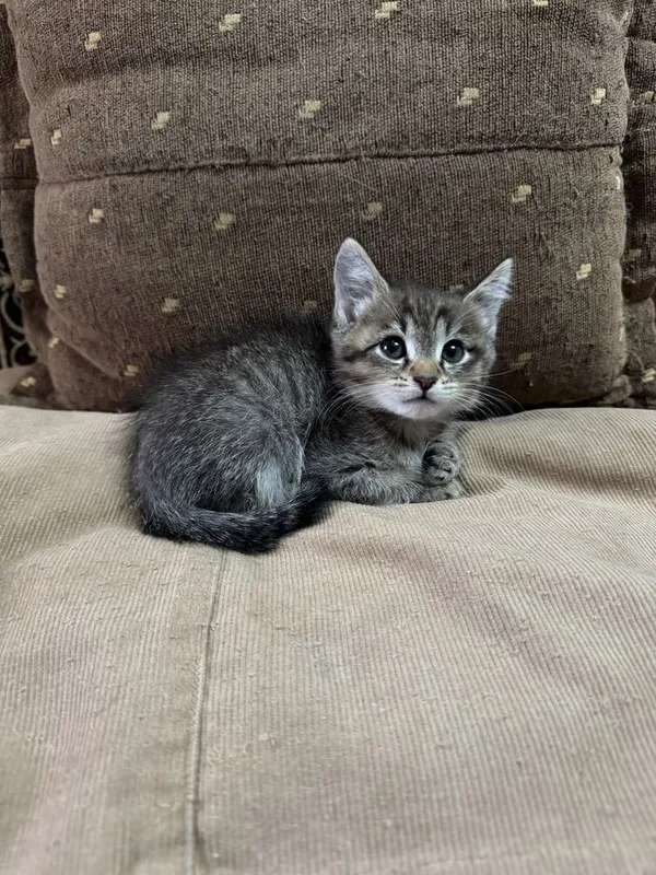 Котята 2 месяца британские 1