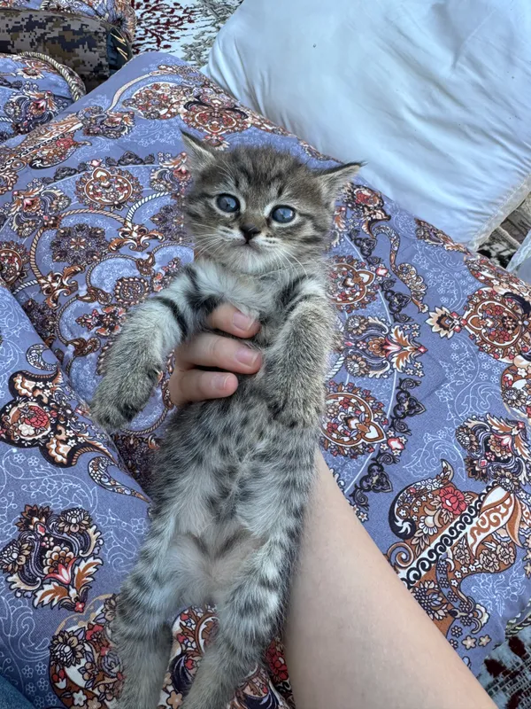 Котята бесплатно — фото 3