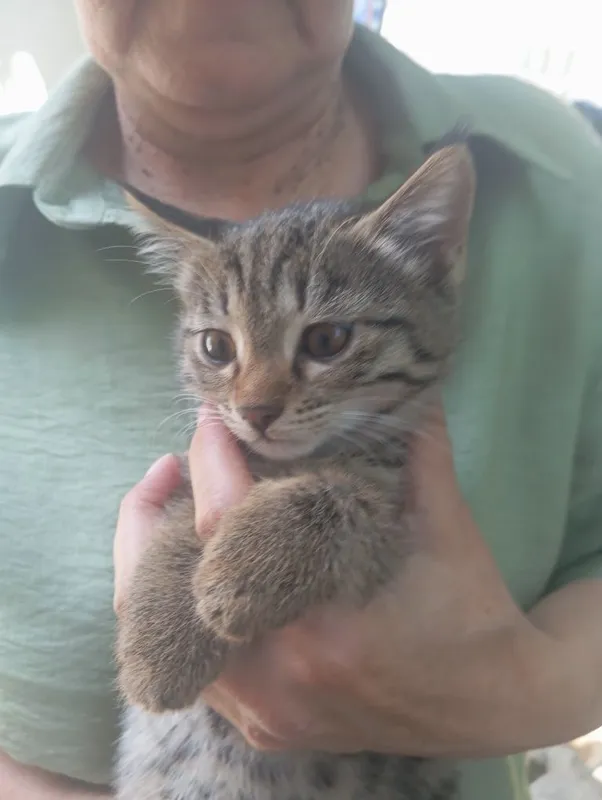 Котенок Буся 2 месяца — фото 1