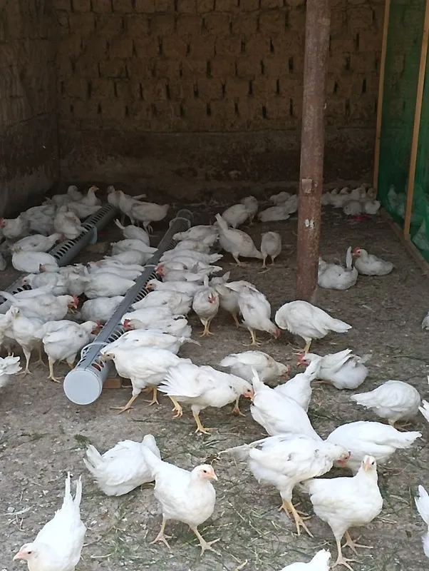 110 kunlik va 60 kunlik tuxumdor tovuqlar bor — фото 7