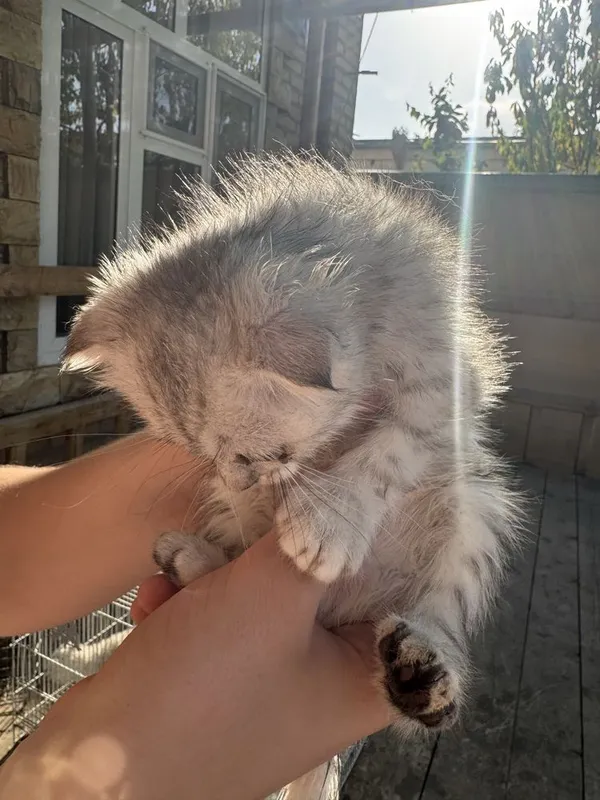 Котята — фото 3