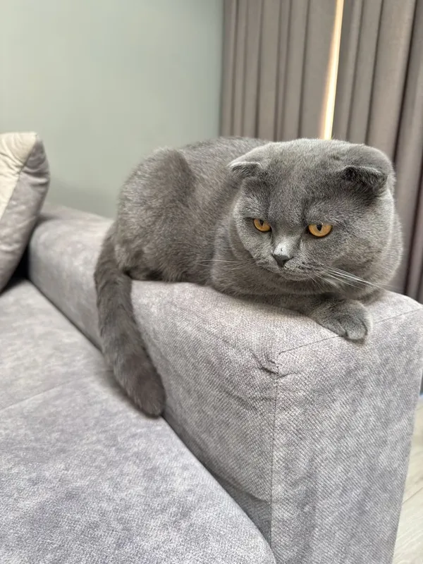 Вязка кот скотиш фолд