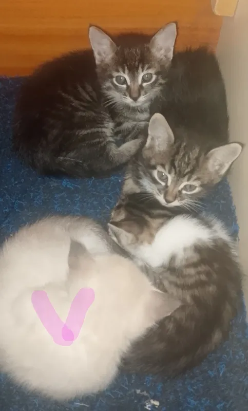 КОТЯТА .Бесплатно. Ташкент. Отдам котят в добрые руки